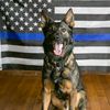 k9 dog training