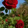 user5193806259058