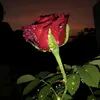 user2301385518445