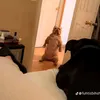 gordobaleio