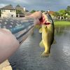 Yakkingbass911
