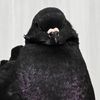 mavisthepigeon_