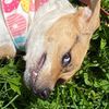 emma.dog63