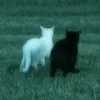 emii_972