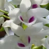 hnguyn1022