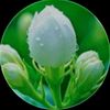 daw.thidar4107