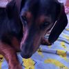 thehotdogseries14