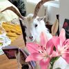 petalosdelyo