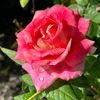 thaubiah.ismail