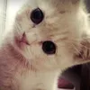 fabulous_dreams0
