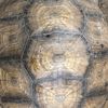 thetortoise48