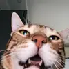 dota_mobail