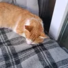 simon.feliciani
