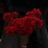meryemmeryouma611