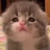 lauch_up2