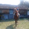 bambangontoseno62