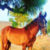 fayaizahmd
