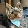 Tommie