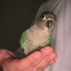 tutie019