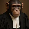 Avocat