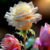 tiktok.commohammed.rifat