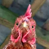 thebestvideo28