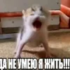dushnilus