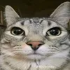 twojstarycat