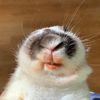 rabbitfuzz7