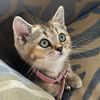 sienathekitty