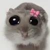 mayosi1