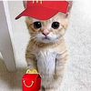 mickydcat