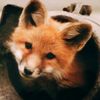 quartz_is_a_fox