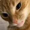 3znarf_
