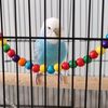 ParrotMood