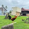GleterFarm_2
