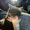 catnip_meovv