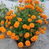 suk.pakhi9734