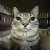 hanan_h578