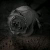 user5510230323277