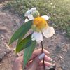 phyo.lae.naing