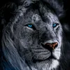 mohammad58817
