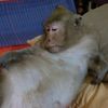 ចាក់ហយ វត្តផ្លូវមាសចាស់