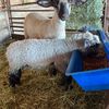 the_fun_size_sheep