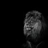 mufasa_dgaf