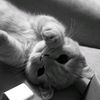 bilaavs_
