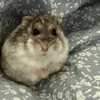 lbmuffin265