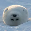 glittersparklespinkseals