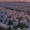 rawda.ashraf07