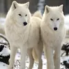dereinsamerwolf35
